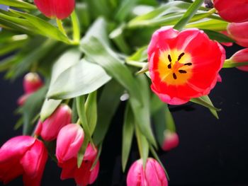 Close-up of flowers blooming outdoors