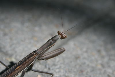 Close-up of insect