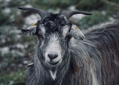 Close-up portrait of goat