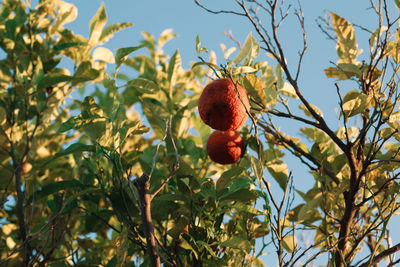 Low angle view of fruits on tree