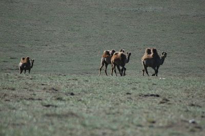 Horse on field