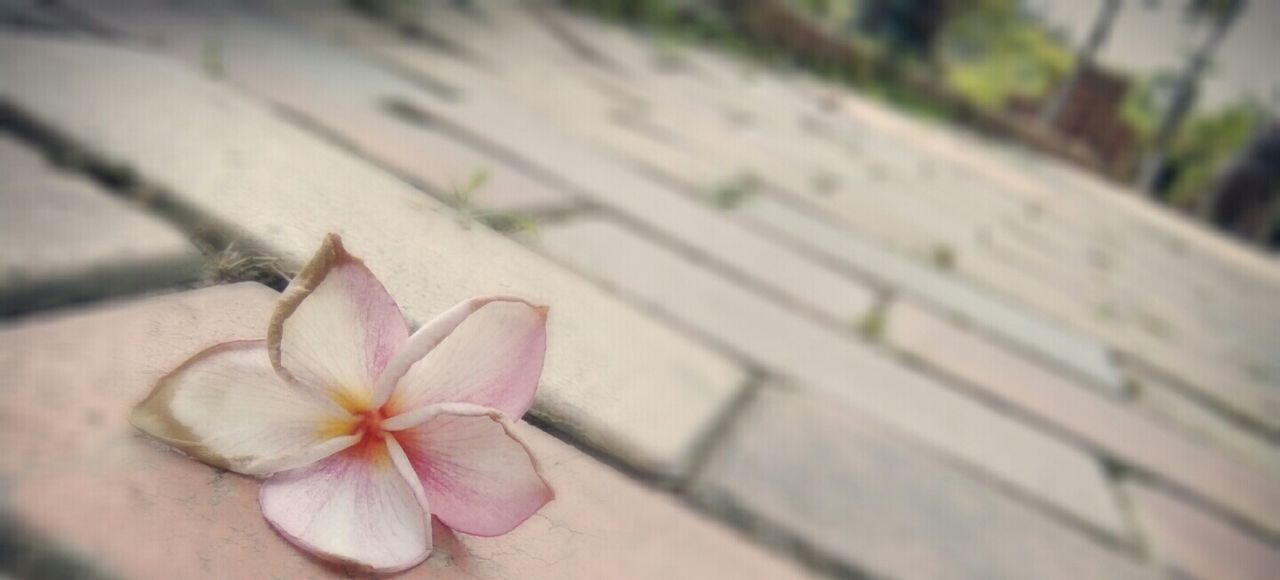 flower, petal, beauty in nature, flower head, fragility, nature, plant, no people, freshness, close-up, pink color, day, outdoors, periwinkle