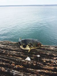 Toadfish on pier against sea