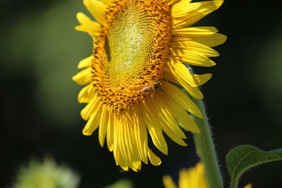 Close-up of sunflower