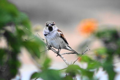 Close-up of bird perching on twig