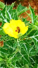 High angle view of bee on yellow flower