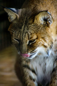 Close-up of cat looking away