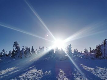 Sunlight streaming through trees on snow covered land against bright sun
