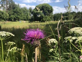 Close-up of pink thistle flowers on field