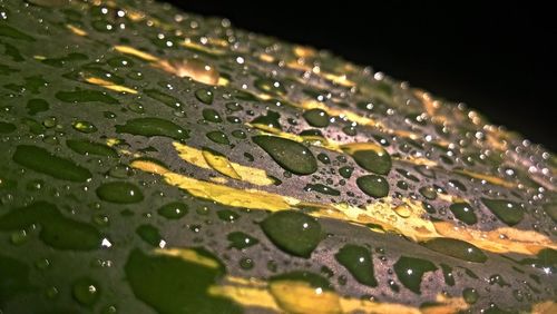 Close-up of raindrops on leaf