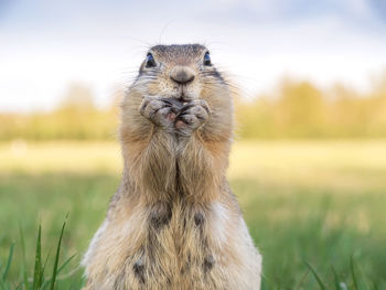 Close-up of squirrel