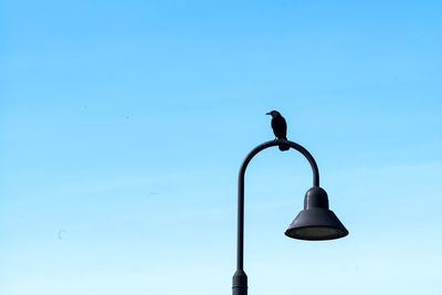 Low angle view of bird perching on street light