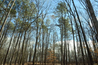 Low angle view of bamboo trees in forest