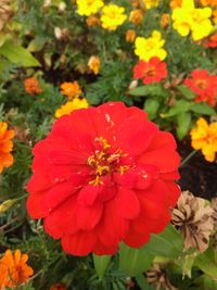 Close-up of marigold blooming on field