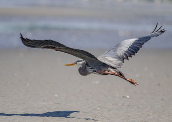 Seagulls flying over sea