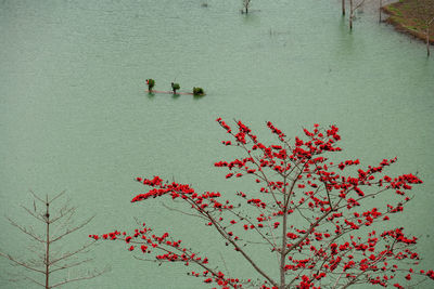 High angle view of red floating on lake