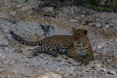 Portrait of a relaxed leopard