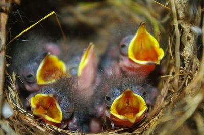 Close-up of birds in nest