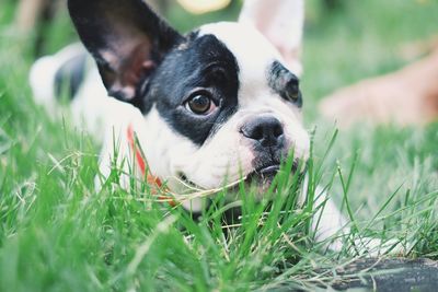 Close-up of bulldog lying on grassy field