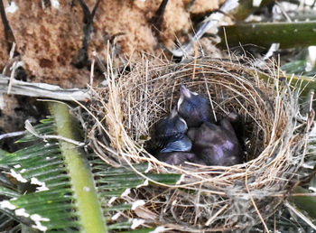 High angle view of birds in nest