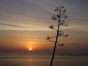 Silhouette tree by sea against sky during sunset