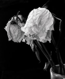 Close-up of leaf against black background