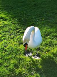 High angle view of bird on field