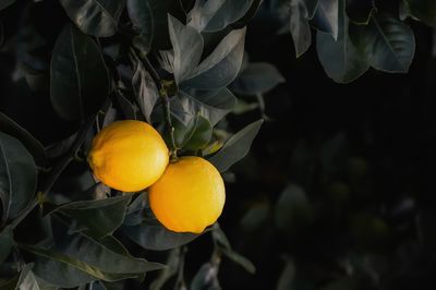 Close-up of fruit growing on tree