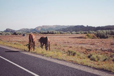 Horses on road against clear sky