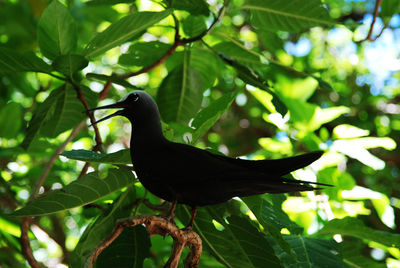 Close-up of bird perching on tree