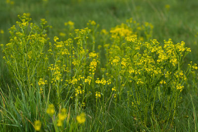 Yellow flowers in field