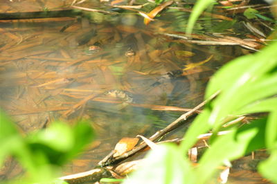 Close-up of plants in lake