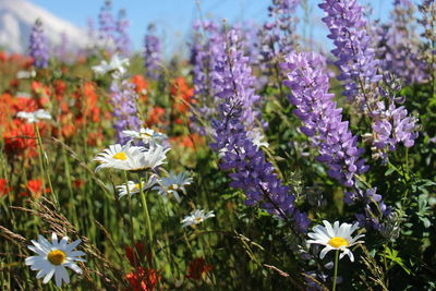 Close-up of flowers blooming outdoors