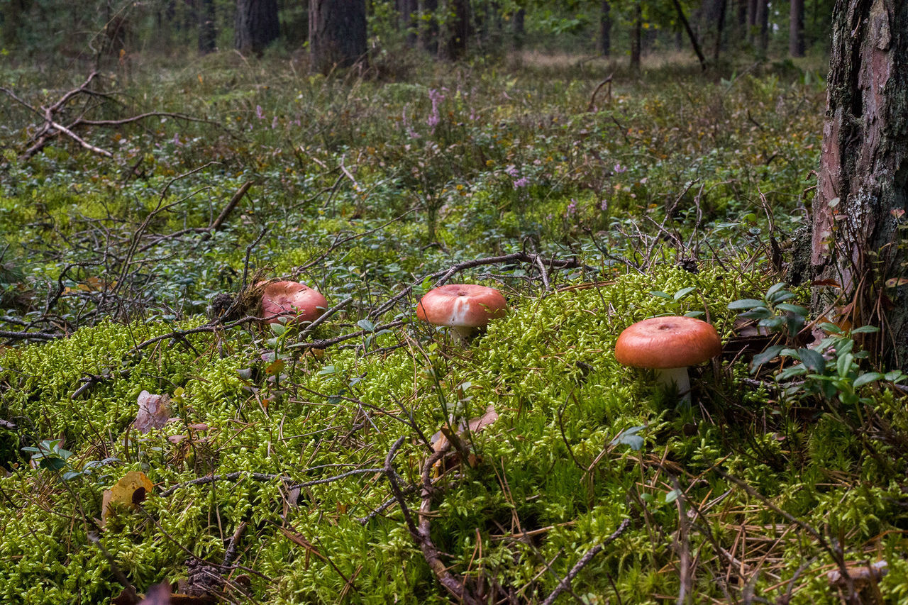 MUSHROOMS GROWING IN FIELD