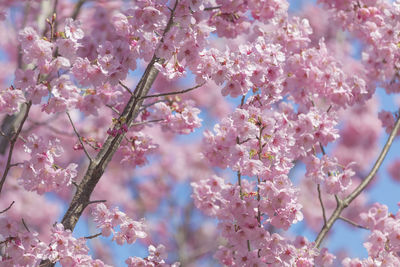 Close-up of pink cherry blossom