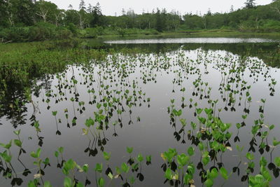 Scenic view of lake