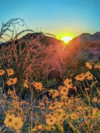 Scenic view of flowering plants against sky during sunset
