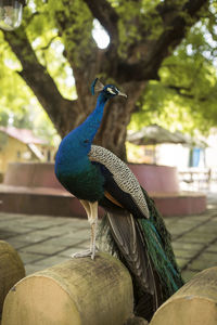 Close-up of peacock perching on tree
