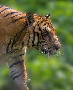 Close-up of lion