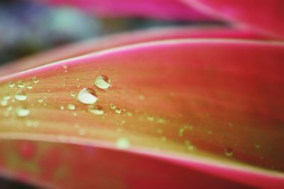 Close-up of red flower