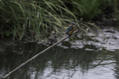 Close-up of bird perching on lake