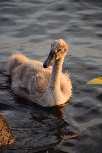 Close-up of duck swimming in lake