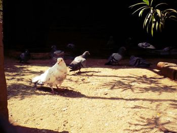 Close-up of birds