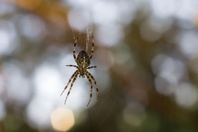 Close-up of spider on web