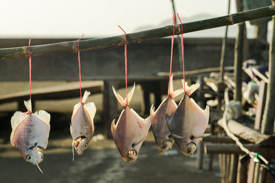 Close-up of fish drying