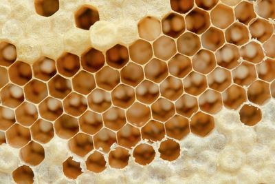 Full frame shot of bee