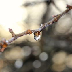 Close-up of twig on branch