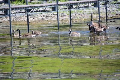 Flock of ducks in lake