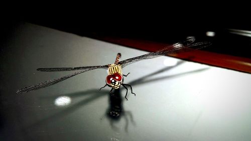 Close-up of spider on table