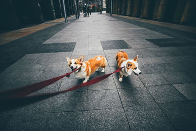 Dog lying down on footpath